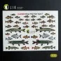 River Fish set Type 1 - 3D Decal for dioramas, 1/35 - Kelik KA35001