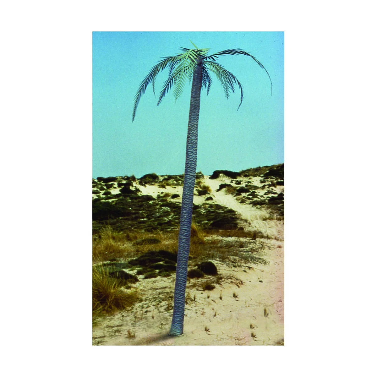 Palm tree, 1/35 - Royal Model RM056