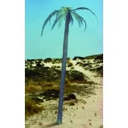 Palm tree - Royal Model RM056