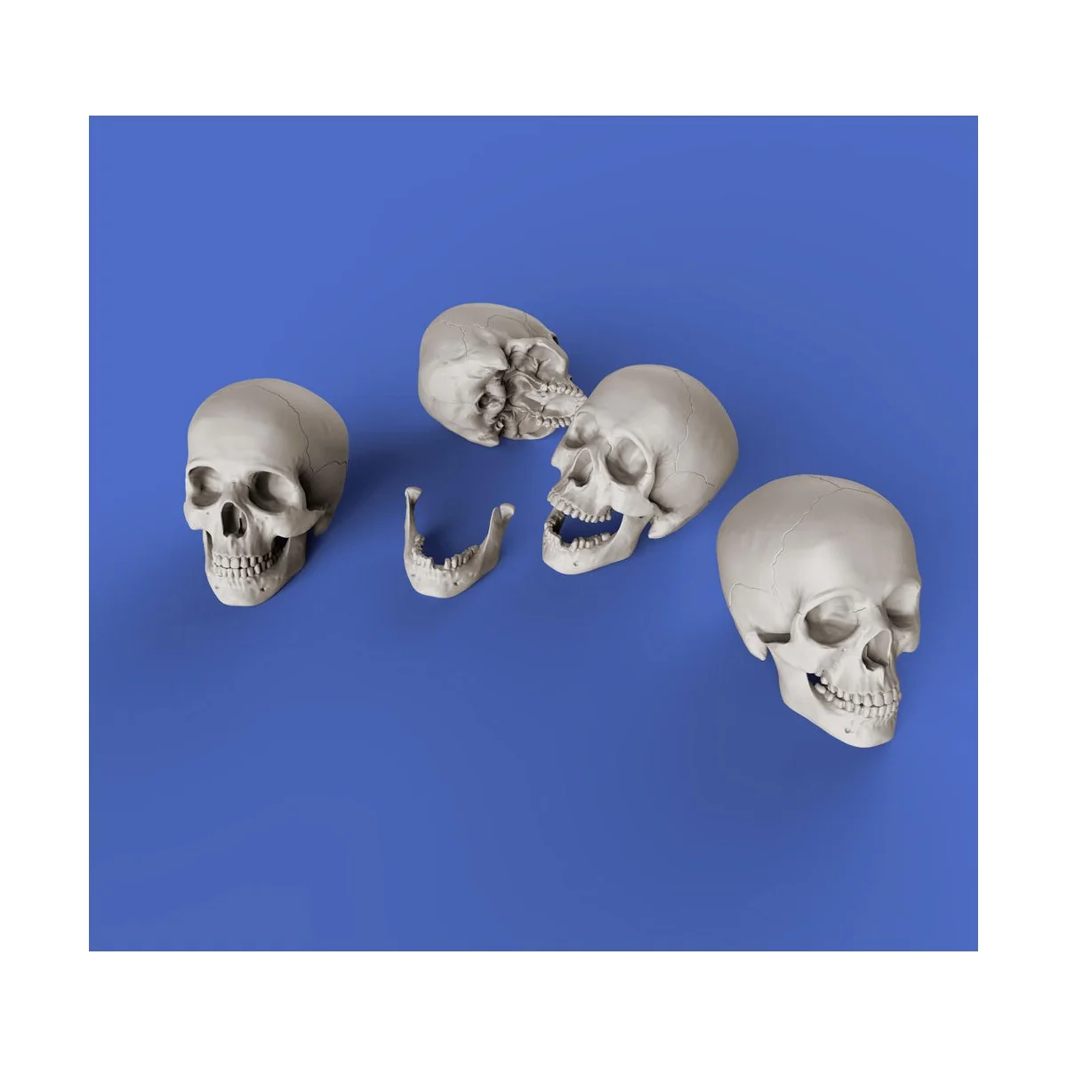 Skulls, 1/35 - Royal Model RM853