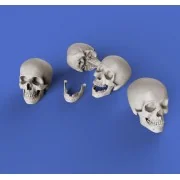 Skulls, 1/35 - Royal Model RM853