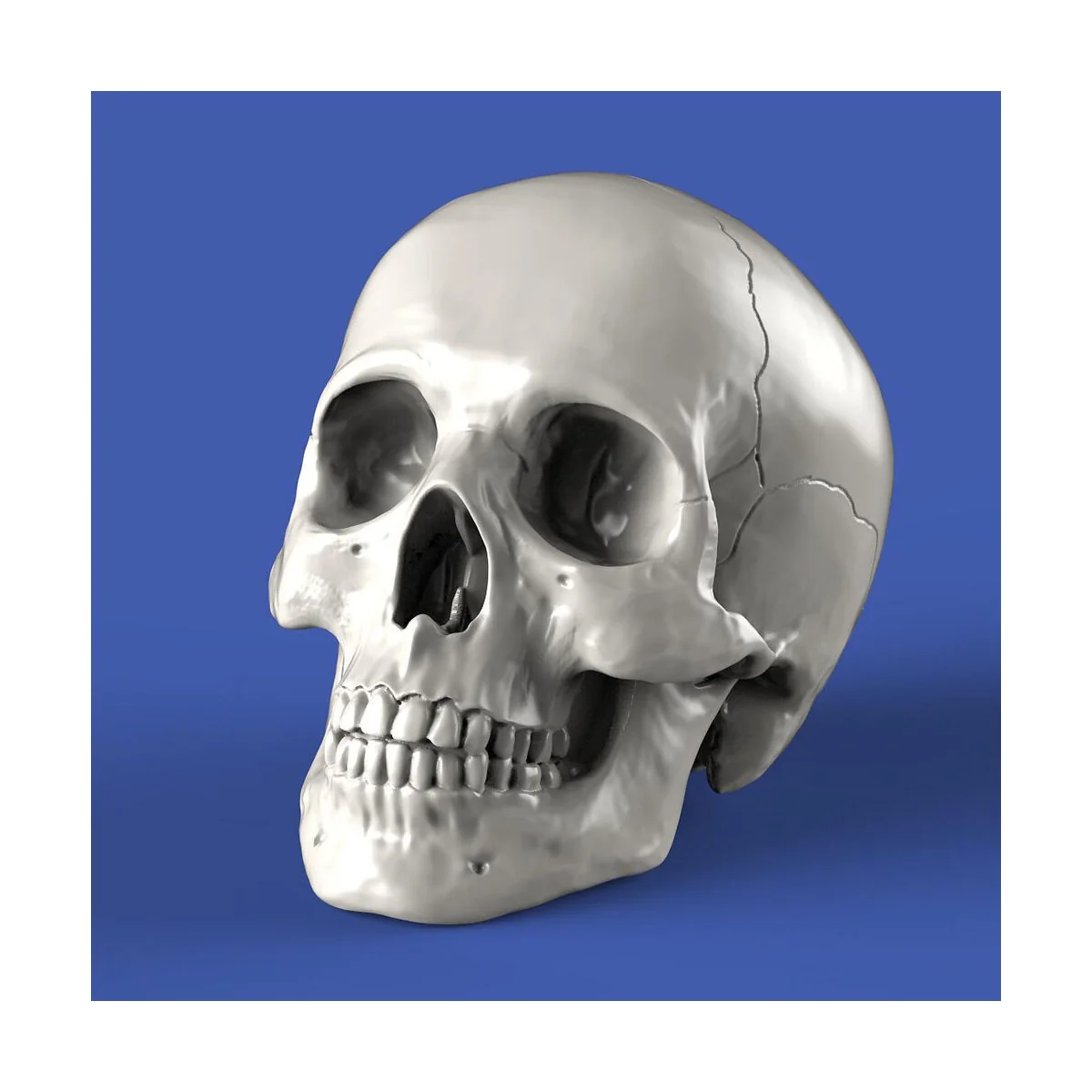 Skulls (75mm) - Royal Model RM857