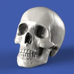 Skulls (90mm) - Royal Model RM913