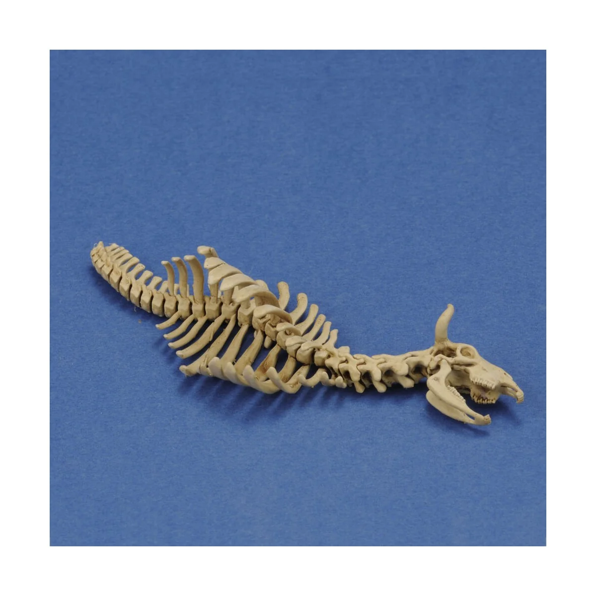 Cow skeleton n.1 3D printed, 1/35 - Royal Model RM1046