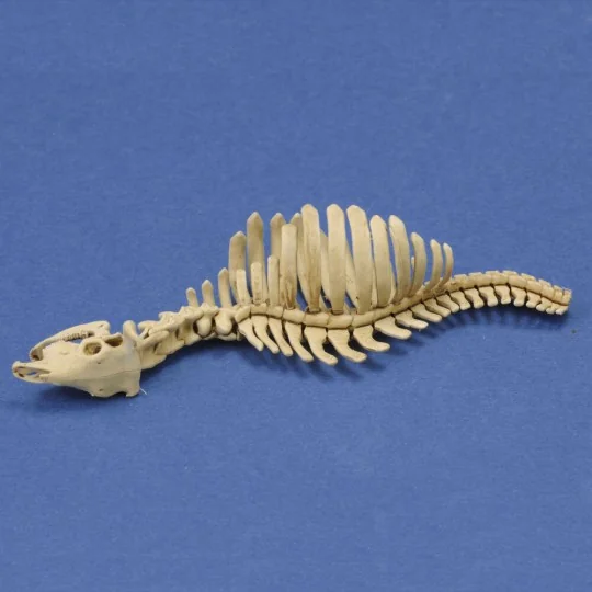 Cow skeleton n.1 3D printed, 1/35 - Royal Model RM1046