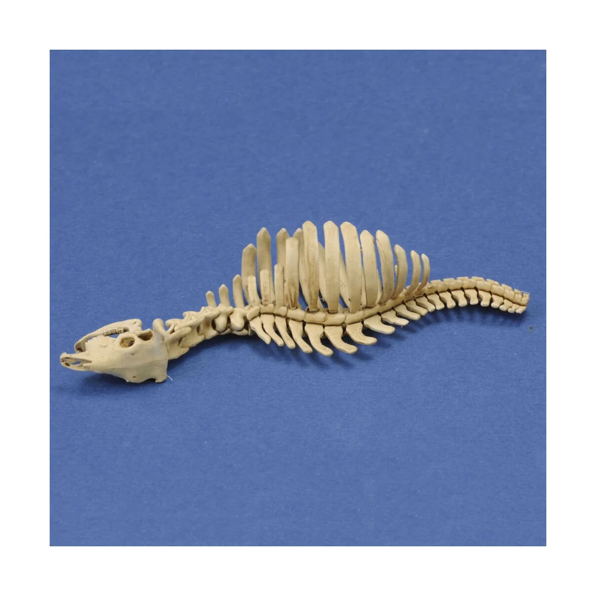 Cow skeleton n.1 3D printed, 1/35 - Royal Model RM1046