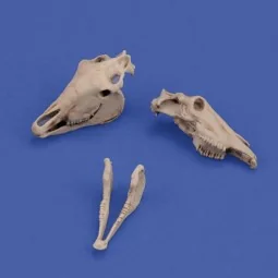 Horse skulls - Royal Model RM1050