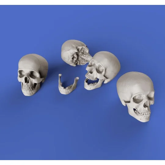 Skulls, 1/35 - Royal Model RM853
