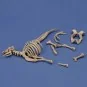 Cow skeleton n.3, 1/35 - Royal Model RM1048