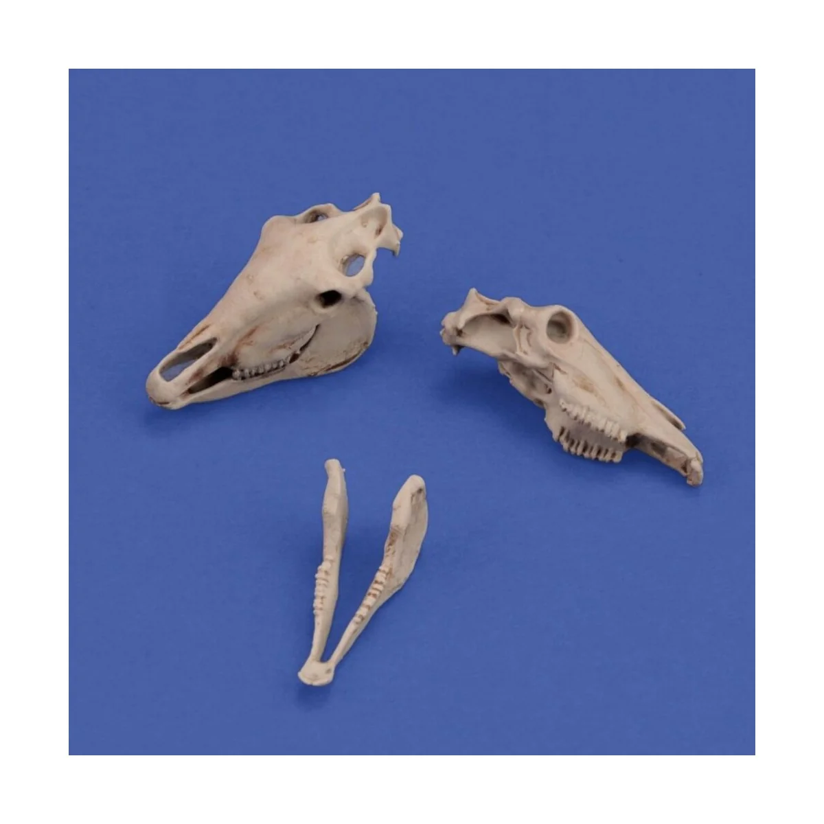 Horse skulls, 1/35 - Royal Model RM1050