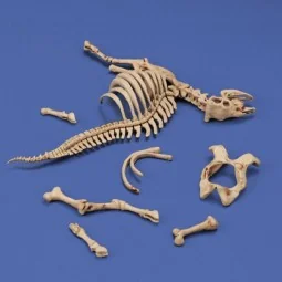 Cow skeleton n.3, 1/35 - Royal Model RM1048 2