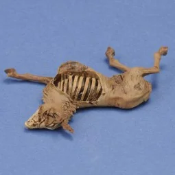 Donkey carcass, 1/35 - Royal Model RM1068 2