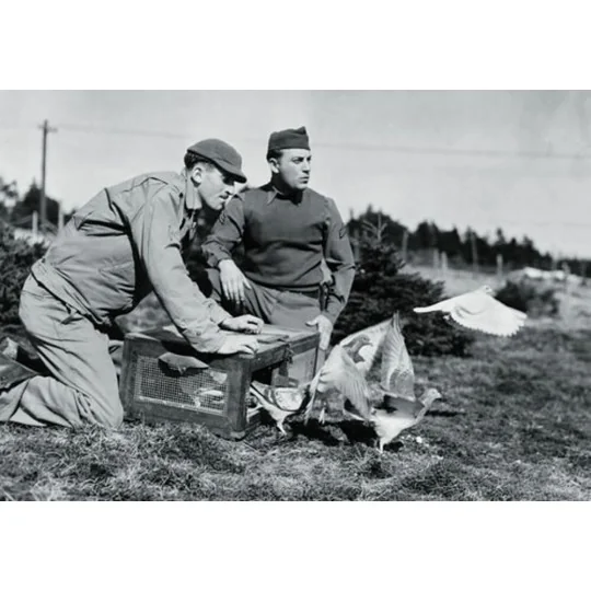 U.S. pigeons of war, 1/35 - Hauler HLU35031