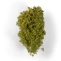 SPRING FILIGREE BUSHES - AK Interactive AK8236