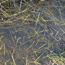 STILL WATER - 250ml (Acrylic) - AK Interactive AK8008 2