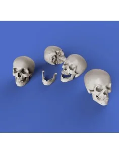 Skulls, 1/35 - Royal Model RM853