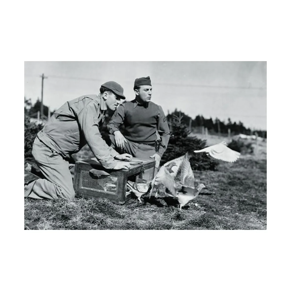 U.S. pigeons of war, 1/35 - Hauler HLU35031