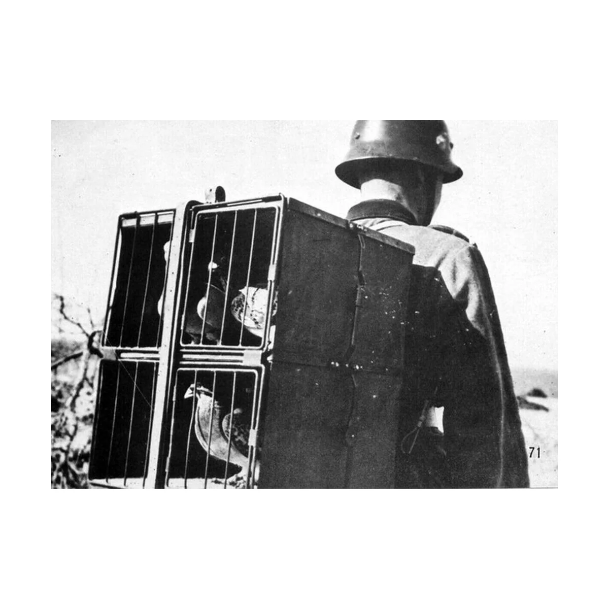 GERMAN pigeons of war, 1/35 - Hauler HLU35032