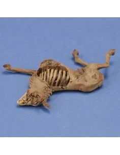 Donkey carcass, 1/35 - Royal Model RM1068 2