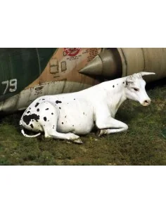 Cow lying down, 1/35 - Royal Model RM748