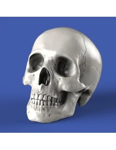 Skulls (90mm) - Royal Model RM913