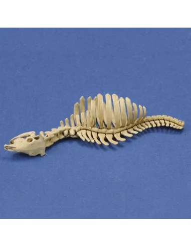 [NO_DESC] Cow skeleton n.1 3D printed, 1/35 - Royal Model RM1046