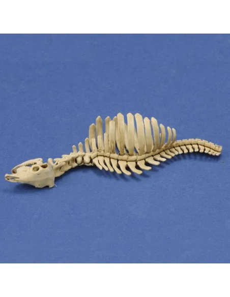 [NO_DESC] Cow skeleton n.1 3D printed, 1/35 - Royal Model RM1046