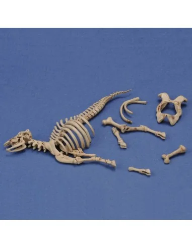 [NO_DESC] Cow skeleton n.3, 1/35 - Royal Model RM1048