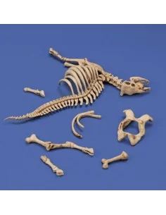 Cow skeleton n.3, 1/35 - Royal Model RM1048 2