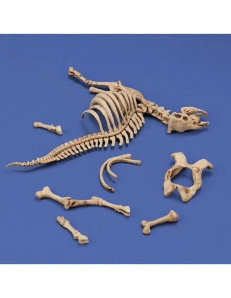 [NO_DESC] Cow skeleton n.3, 1/35 - Royal Model RM1048