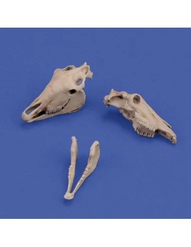 [NO_DESC] Horse skulls, 1/35 - Royal Model RM1050