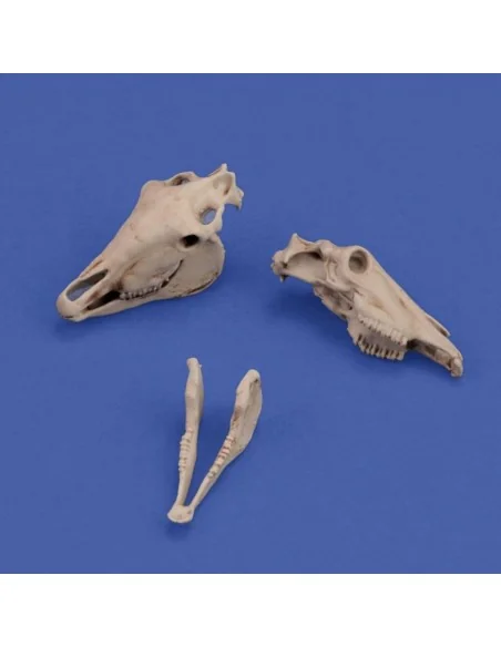 [NO_DESC] Horse skulls, 1/35 - Royal Model RM1050