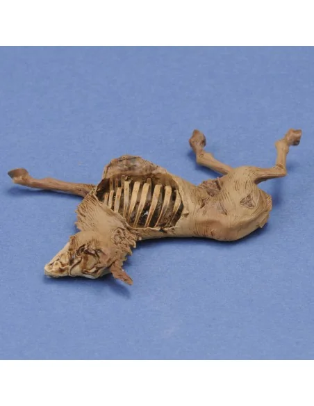 [NO_DESC] Donkey carcass, 1/35 - Royal Model RM1068