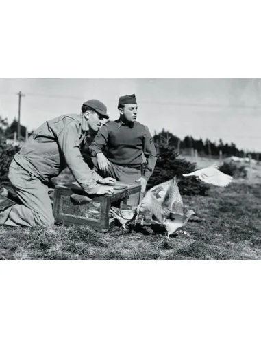 U.S. pigeons of war, 1/35 - Hauler HLU35031