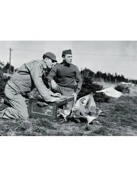 U.S. pigeons of war, 1/35 - Hauler HLU35031