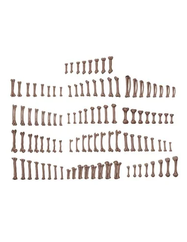 HUMAN BONES - BASING BITS 120 pieces - AK Interactive AKBIT0013