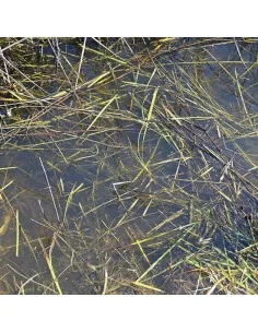 STILL WATER - 250ml (Acrylic) - AK Interactive AK8008 2