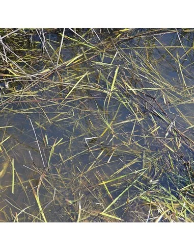 STILL WATER - 250ml (Acrylic) - AK Interactive AK8008