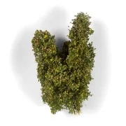 EARLY FALL FILIGREE BUSHES - AK Interactive AK8238