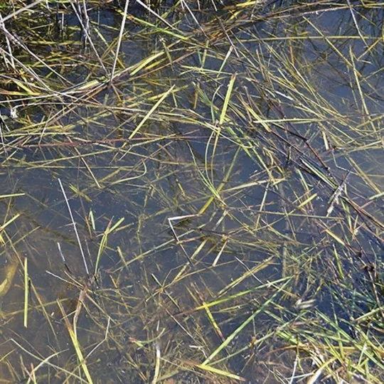 STILL WATER - 250ml (Acrylic) - AK Interactive AK8008