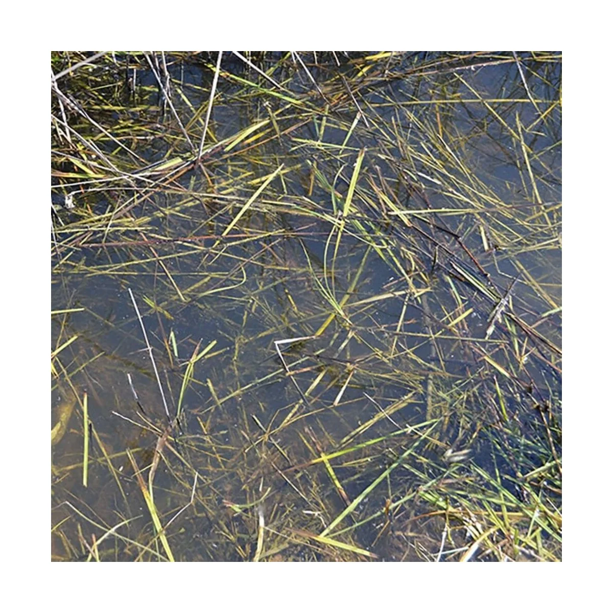 STILL WATER - 250ml (Acrylic) - AK Interactive AK8008