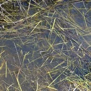 STILL WATER - 250ml (Acrylic) - AK Interactive AK8008