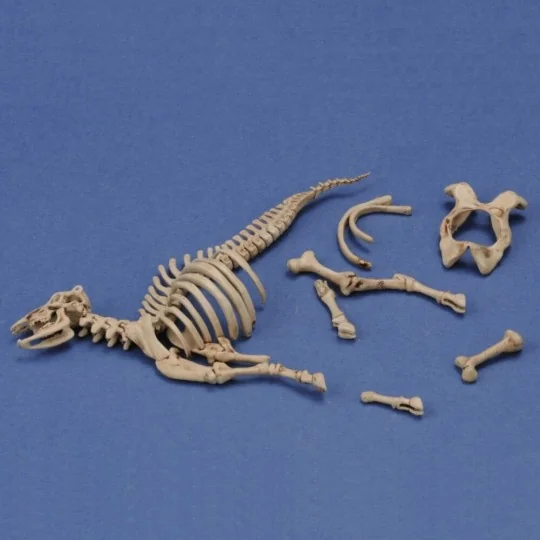 Cow skeleton n.3, 1/35 - Royal Model RM1048