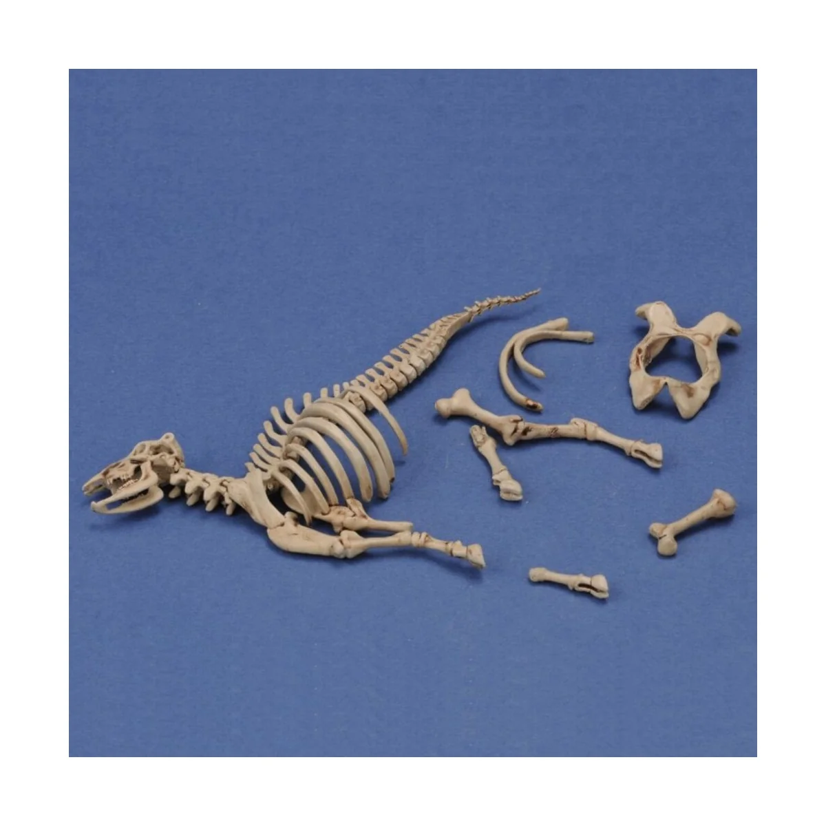 Cow skeleton n.3, 1/35 - Royal Model RM1048