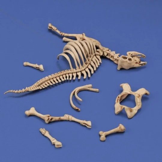 Cow skeleton n.3, 1/35 - Royal Model RM1048