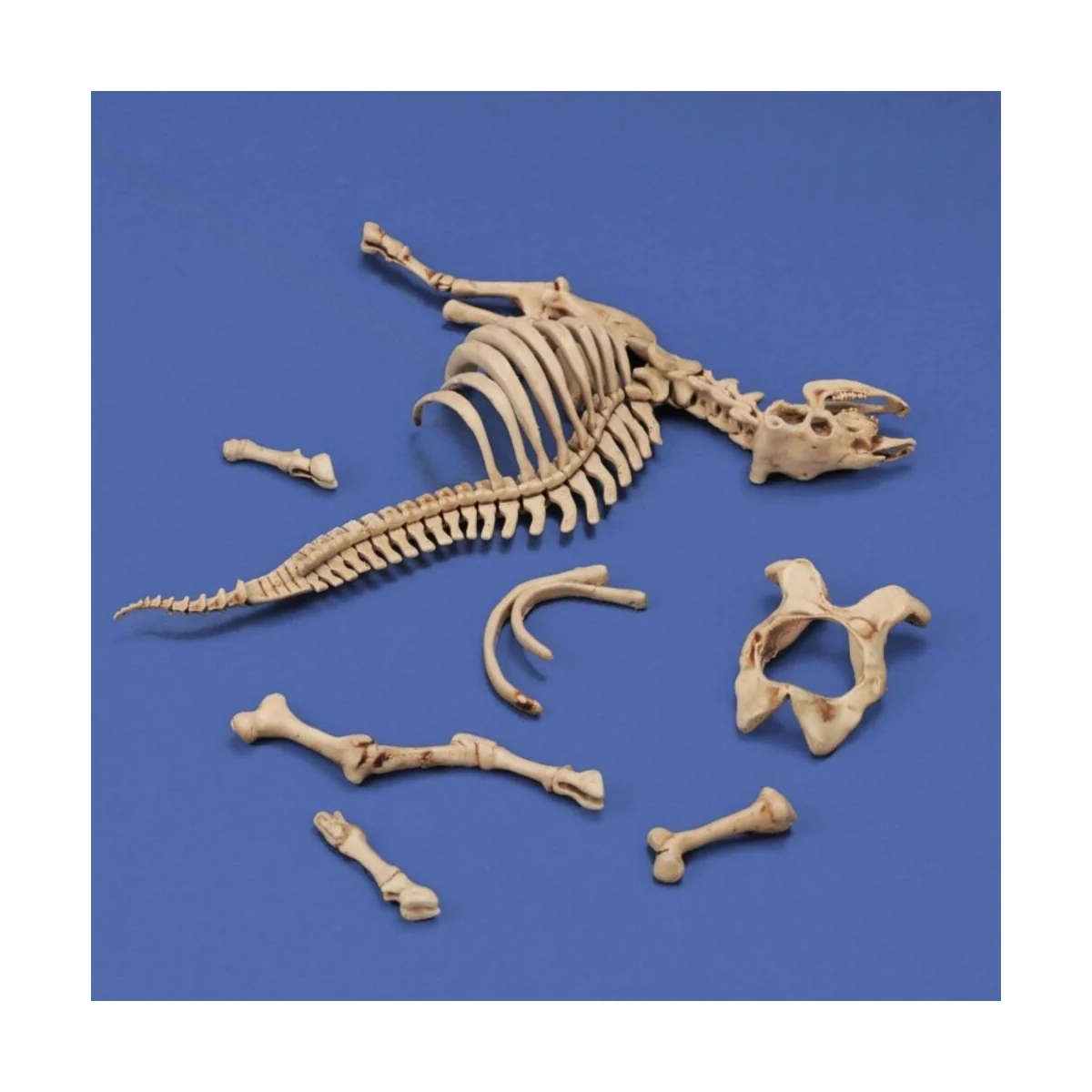 Cow skeleton n.3, 1/35 - Royal Model RM1048
