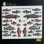 River Fish set Type 2 - 3D Decal for dioramas, 1/35 - Kelik KA35002