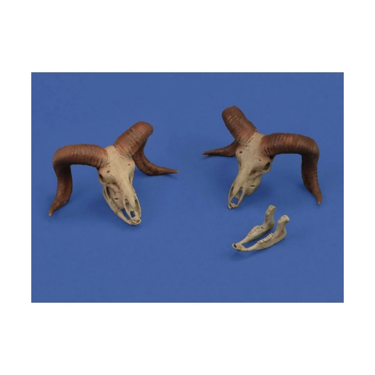 Mufflon skulls 3D printed, 1/35 - Royal Model RM1052